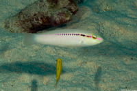 Halichoeres scapularis (Zigzag Wrasse)