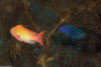 Pomacentrus proteus (Colombo Damsel)