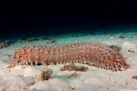 Thelenota ananas (Pineapple Sea Cucumber)