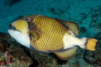 Balistoides viridescens (Titan Triggerfish)