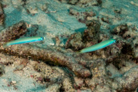 Ptereleotris heteroptera (Spottail Dartfish)