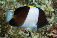 Hemitaurichthys zoster (Black Pyramid Butterflyfish)