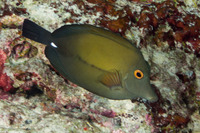 Zebrasoma scopas (Brushtail Tang)