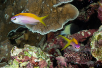 Pseudanthias evansi (Yellowback Anthias)