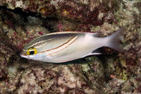 Scolopsis bilineata (Bridled Monocle Bream)