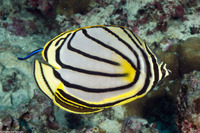 Chaetodon meyeri (Meyer's Butterflyfish)