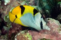 Chaetodon falcula (Saddleback Butterflyfish)