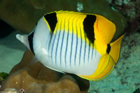 Chaetodon falcula (Saddleback Butterflyfish)