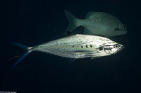 Scomberoides lysan (Double-Spotted Queenfish)