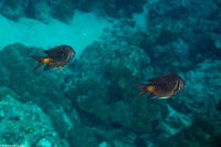 Chromis opercularis (Doublebar Chromis)