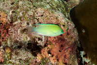 Pomacentrus azuremaculatus (Blue-Spotted Damsel)