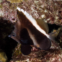 Heniochus pleurotaenia (Phantom Butterflyfish)
