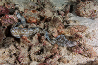 Gymnothorax enigmaticus (Enigmatic Moray)