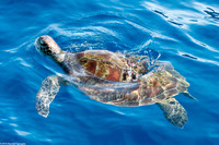 Chelonia mydas (Green Sea Turtle)