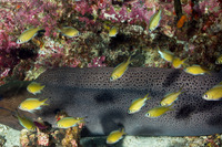Chromis weberi (Weber's Chromis)