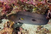 Gymnothorax javanicus (Giant Moray)