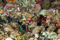 Amblyeleotris wheeleri (Gorgeous Shrimpgoby)