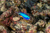 Pomacentrus alleni (Andaman Damsel)