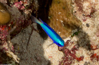 Pomacentrus alleni (Andaman Damsel)