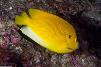 Apolemichthys trimaculatus (Three-Spot Angelfish)