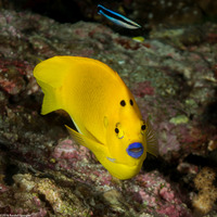Apolemichthys trimaculatus (Three-Spot Angelfish)