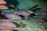 Parupeneus cyclostomus (Goldsaddle Goatfish)