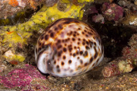 Cypraea tigris (Tiger Cowry)