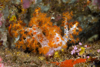 Dendronephthya sp.1 (Dendronephthya)