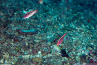 Cirrhilabrus exquisitus (Exquisite Fairy Wrasse)