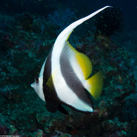 Heniochus acuminatus (Longfin Bannerfish)
