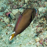 Sufflamen chrysopterum (Flagtail Triggerfish)