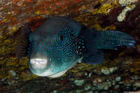 Arothron caeruleopunctatus (Blue-Spotted Puffer)