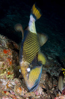 Balistoides viridescens (Titan Triggerfish)