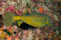 Ostracion cubicum (Yellow Boxfish)