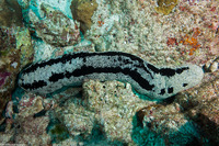 Holothuria atra (Black Sea Cucumber)