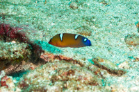 Coris cuvieri (African Coris)