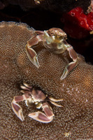Neopetrolisthes maculatus (Spotted Porcelain Crab)