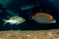 Gnathodentex aureolineatus (Striped Large-Eye Bream)