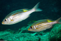 Gnathodentex aureolineatus (Striped Large-Eye Bream)