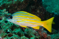 Lutjanus kasmira (Bluestripe Snapper)