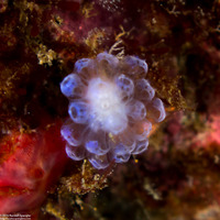 Eudistoma sp.3 (Eudistoma sp.3)