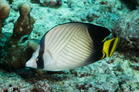 Chaetodon decussatus (Indian Vagabond Butterflyfish)
