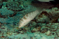 Coris batuensis (Batu Coris)