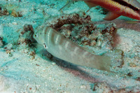 Coris batuensis (Batu Coris)