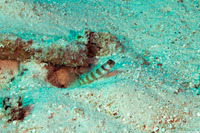 Amblyeleotris periophthalma (Broad-Banded Shrimpgoby)