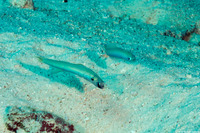 Ptereleotris monoptera (Monofin Dartfish)