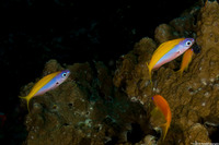 Pseudanthias evansi (Yellowback Anthias)