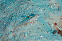 Fusigobius melacron (Blacktip Sandgoby)