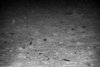 Gorgasia maculata (Spaghetti Garden Eel)