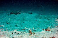 Gorgasia maculata (Spaghetti Garden Eel)